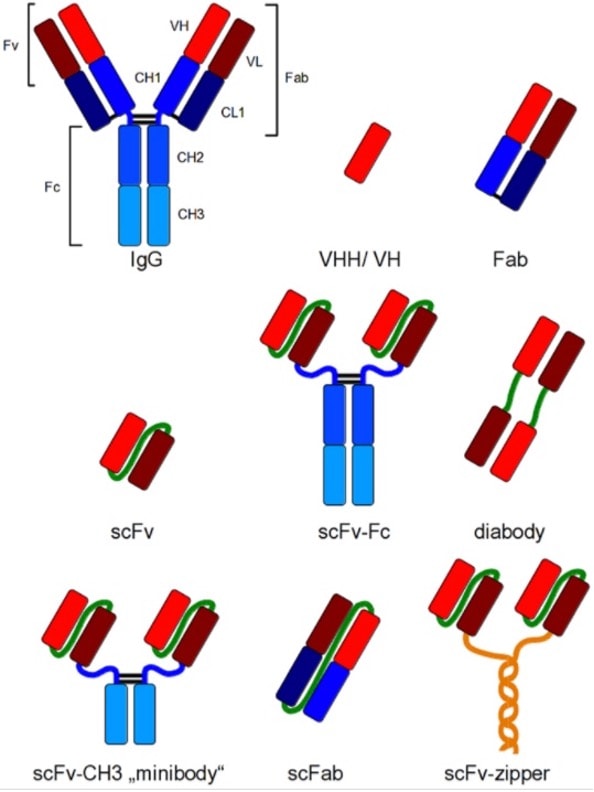 Recombinant Antibody Formats