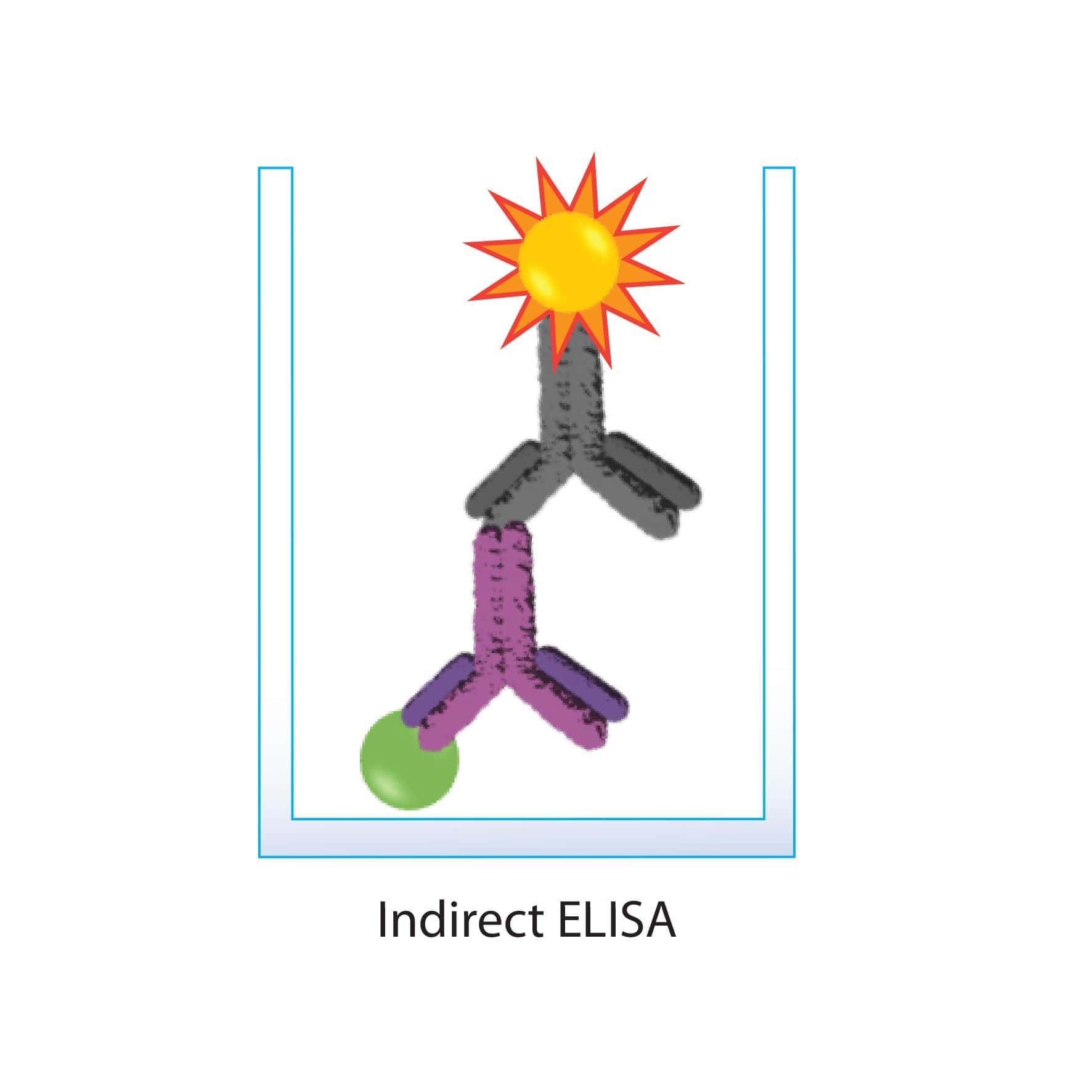 Indirect Elisa