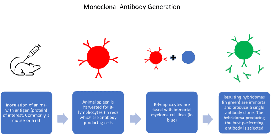 Monoclonal Antibody Generation