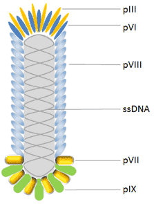 Page Display